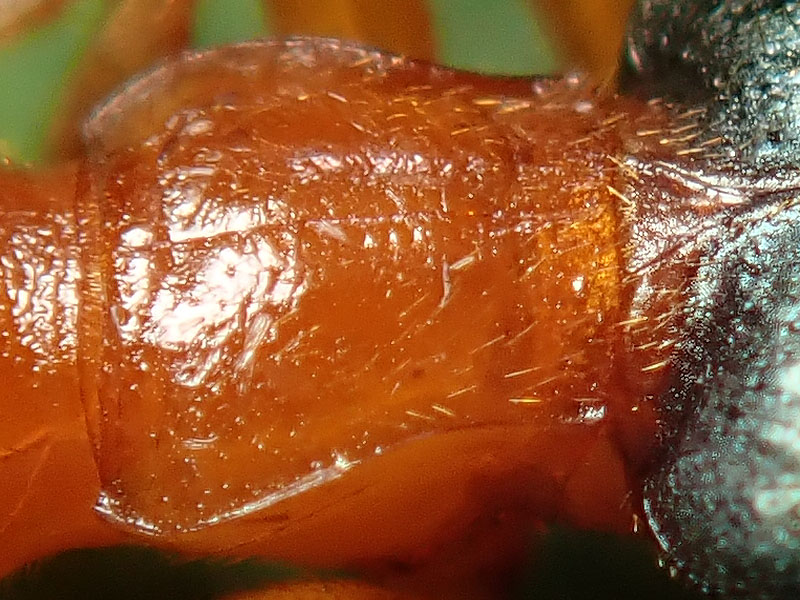 Carabidae: Brachinus elegans o B. psophia